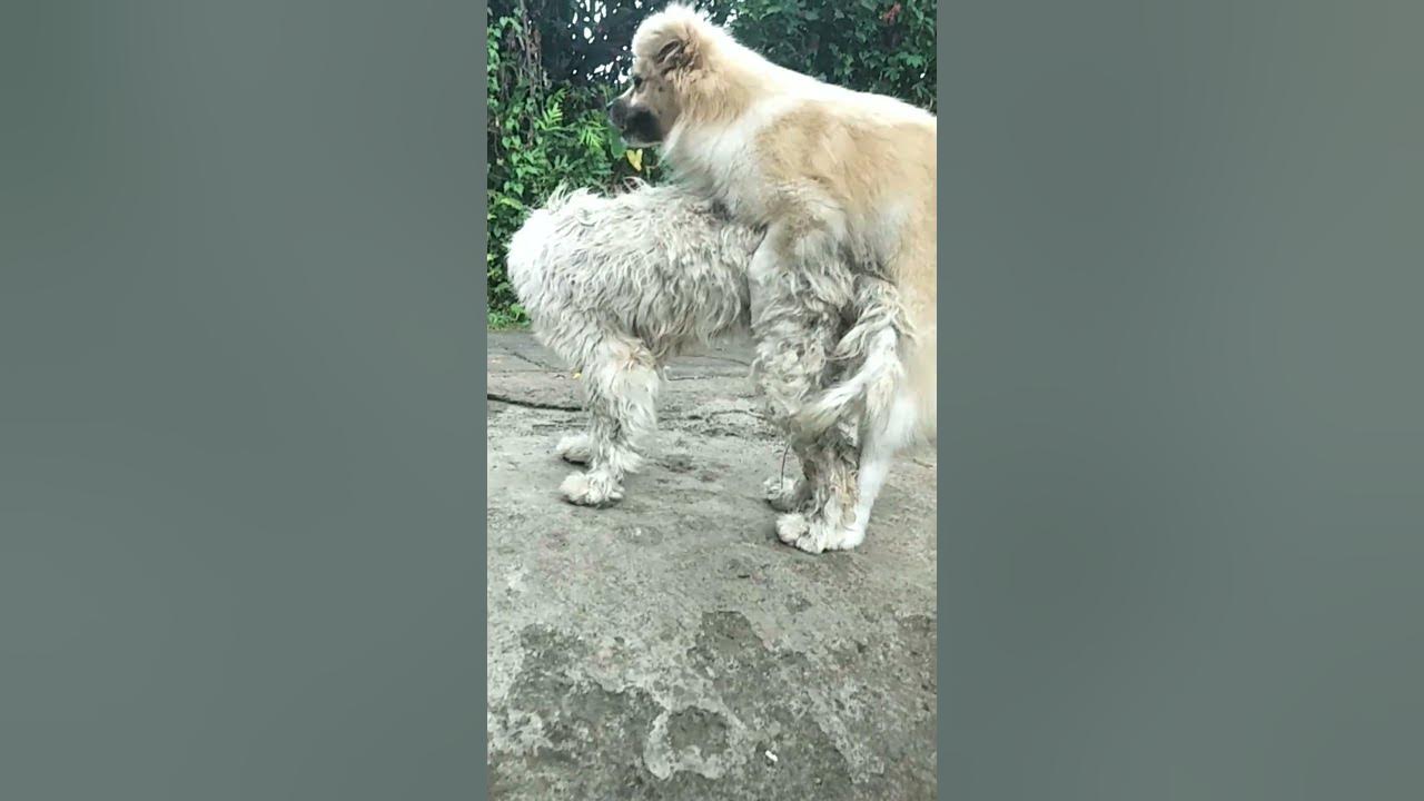 anjing wik wik lama dan meneggangkan proses anjing kawin - YouTube