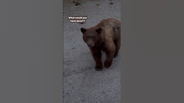 It was so easy making friends in Lake Tahoe 😂🐻 #vanlife