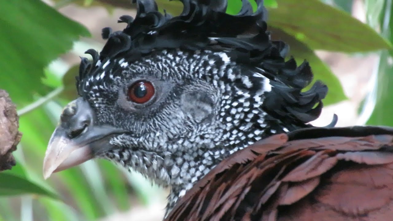 Looking at birds in Florida.