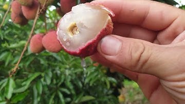 Vải Thanh Hà Đã Thấy Mùi Xiền Chưa l Vải Thiều Lục Ngạn l Núi Đồi Lục Ngạn