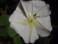 Moonflower (Ipomea alba)