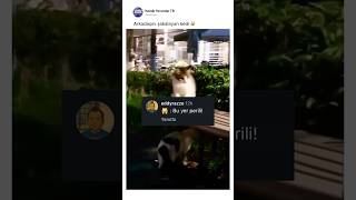Arkadaşını şakalayan kedi 🐱