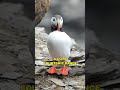 Puffin | The Cute Clown Bird