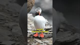 Puffin | The Cute Clown Bird