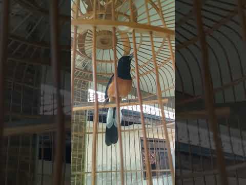 Murai lampung gacor