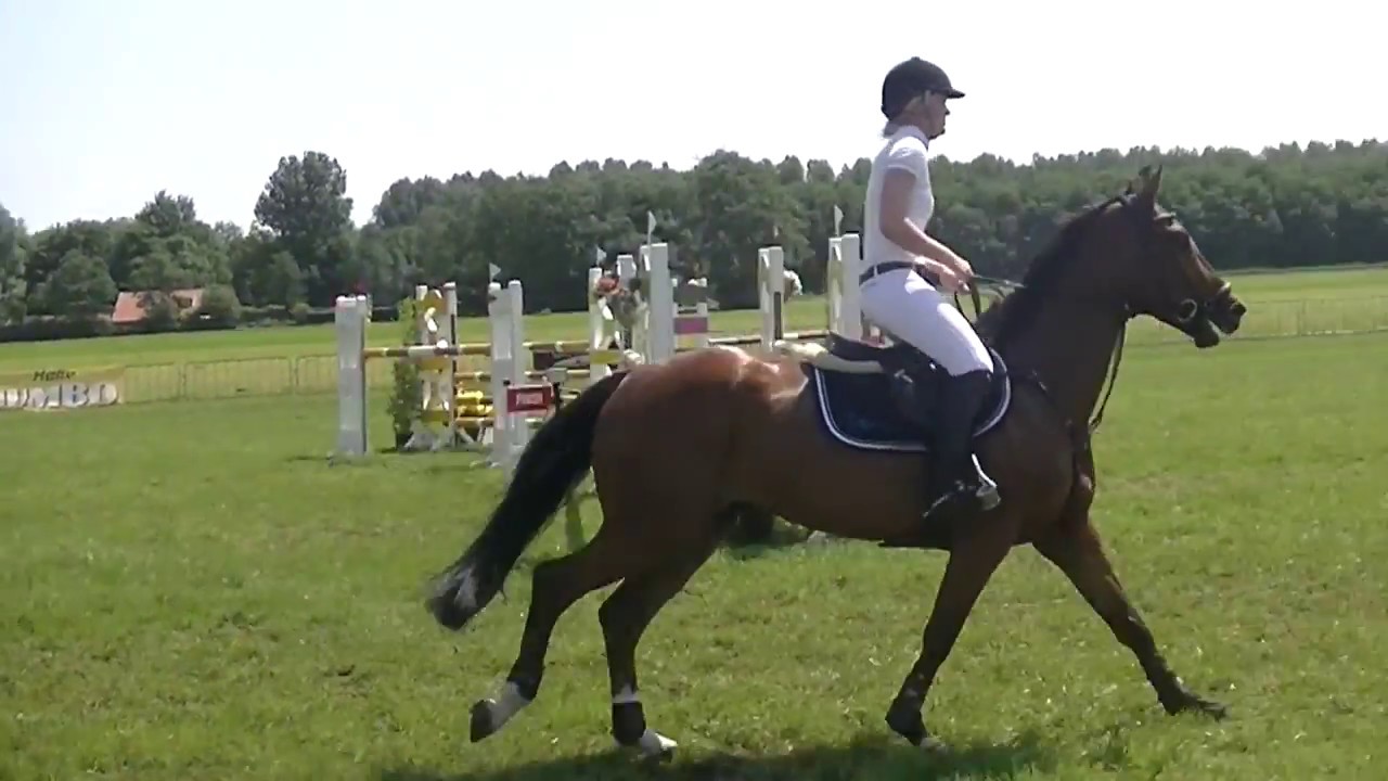 Wadro's Gerina by Eldorado vd Zeshoek x Corland @ 1.20m CH Oranjewoud ,9 th place