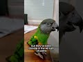 The Smartest Small Bird in the World? 🦜🌍 | The Senegal Parrot #rarebirds #smartbird #birds #parrot