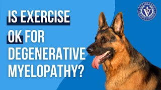 Is exercise ok for dogs with Degenerative Myelopathy?