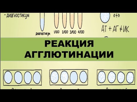 Видео: О чем свидетельствует агглютинация?