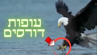 עוף דורס נשר, עיט, באז וקונדור עופות דורסים חיות לילדים