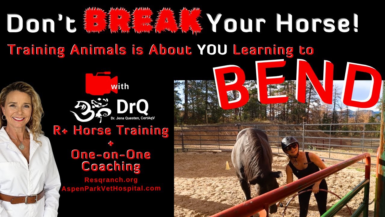 Young Mustang Training - Positive Reinforcement - NOT BREAKING ANYONE - Full Session with DrQ!