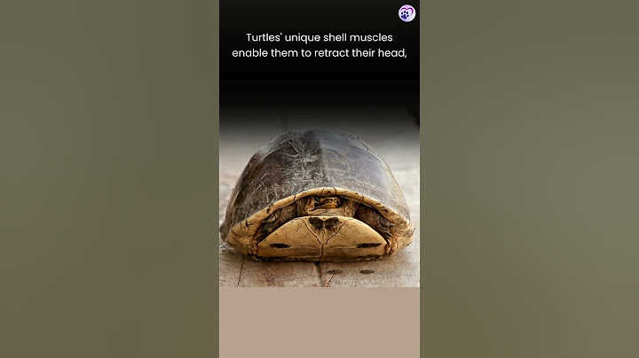 Turtle hiding in shell