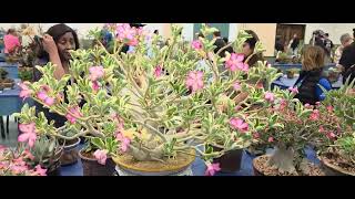 SDCSS 2026 Summer Show and Sale in Balboa Park