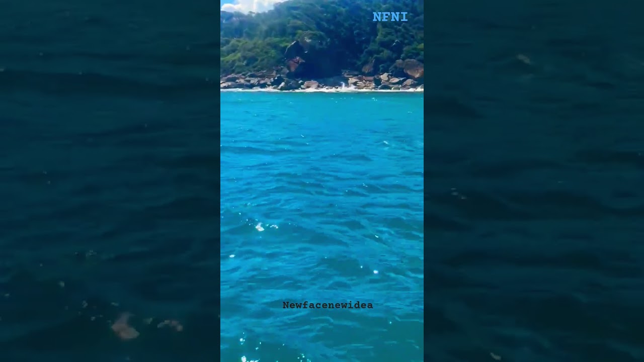 Dolphine #2026 #australia #sea #holiday #cruise #nelson #nelsonbay #shorts #shortvideo