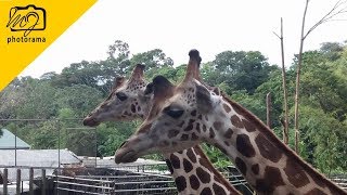 Trip To Emperor Valley Zoo , Trinidad 🇹🇹 2018 | #OnDeRoadTripz