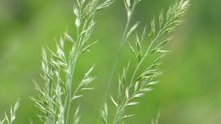 A Grass Moving with the Wind background Video No Copyrihgt 2021