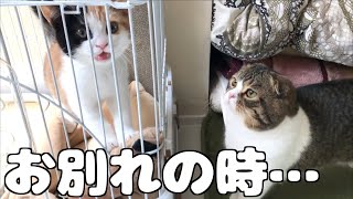 お別れの時…な猫【スコティッシュフォールド】【Scottish Fold】