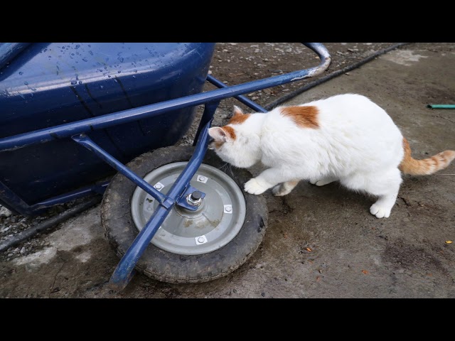 一輪車のたいやとしろ 190517