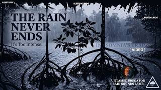 Why You Shouldn't Spend a Night Alone in the Mangroves | Rain Sounds