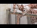 Giraffe Bonding at Paignton Zoo | Devon