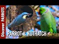 Can Parrots and Nuthatches Coexist? | Discover PARROTS