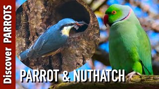 Can Parrots and Nuthatches Coexist? | Discover PARROTS by Discover PARROTS 4,084 views 4 years ago 5 minutes, 24 seconds