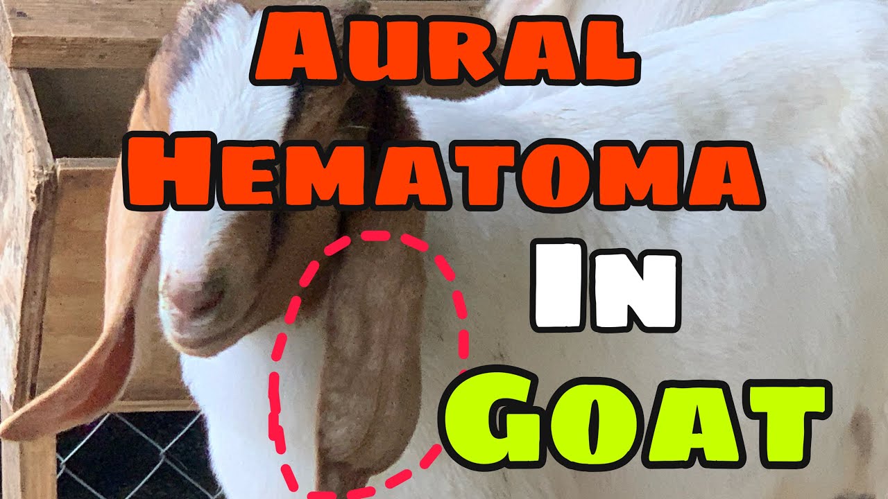Goat Surgery II Goat Aural Hematoma repair YouTube