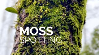 Moss Spotting And Identification In The Hills moss Lovers Paradise