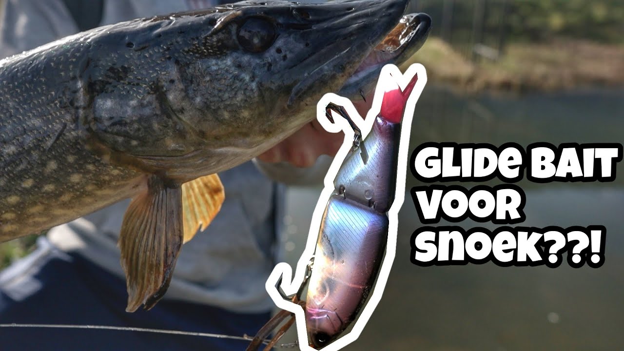 omringen gitaar daarna Snoek vissen met een Glide Bait! Lusten de NL snoeken dit kunstaas? -  Roofvisweb.NL