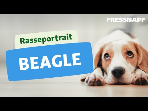 Video: Beagle Hunderasse Hypoallergen, Gesundheit Und Lebensdauer