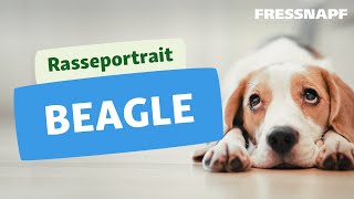 Rasseportrait: Beagle