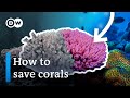 How super corals could help save our reefs