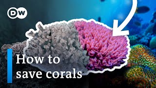 How super corals could help save our reefs