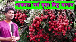 পাবনায় সর্ব বৃহৎ লিচু বাগান | The largest litchi garden in Pabna | ALL BD