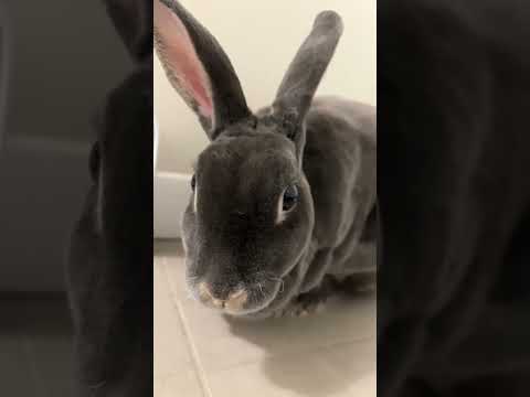 Videó: Rhinelander Rabbit