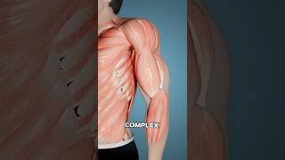 Your Bodys Response To This Fitness Regime