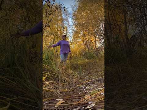 Видео: #осень2023 #природа #нск #поход #походвыходногодня #пвд #вязание #вязаниеспицами #вязаныйпуловер