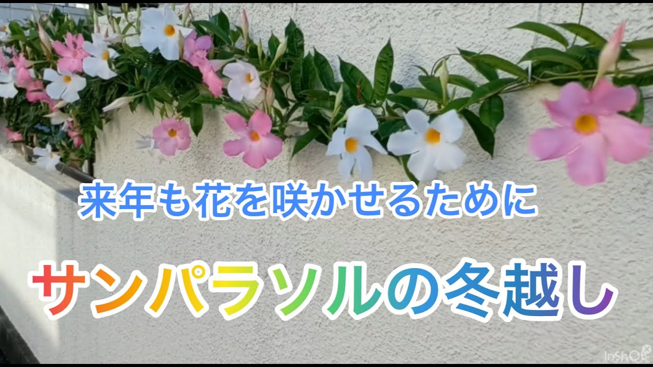 【サンパラソルの冬越し】来年も花を咲かせるために