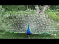Важные индюки и танец павлина! Important turkeys and peacock dance!