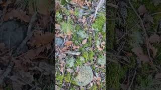 Крым, грибная охота 26.10,25