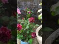 #phul🥀 #song #love