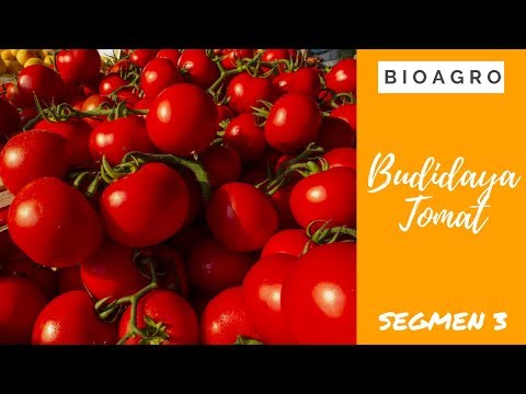 Budidaya Tomat seg3 | Bio Agro