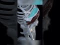 Мышцы лопатки — коротко и понятно! #shorts