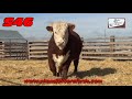 Chandler Herefords 2020 private treaty bull sale.