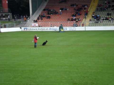 EU COMPETINDO EM UM MUNDIAL NA ALEMANHA schutzhund commands