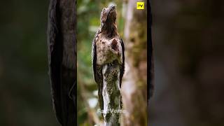 This Bird Looks Like a Tree… But It's Alive! 😱🐦 #shorts #facts