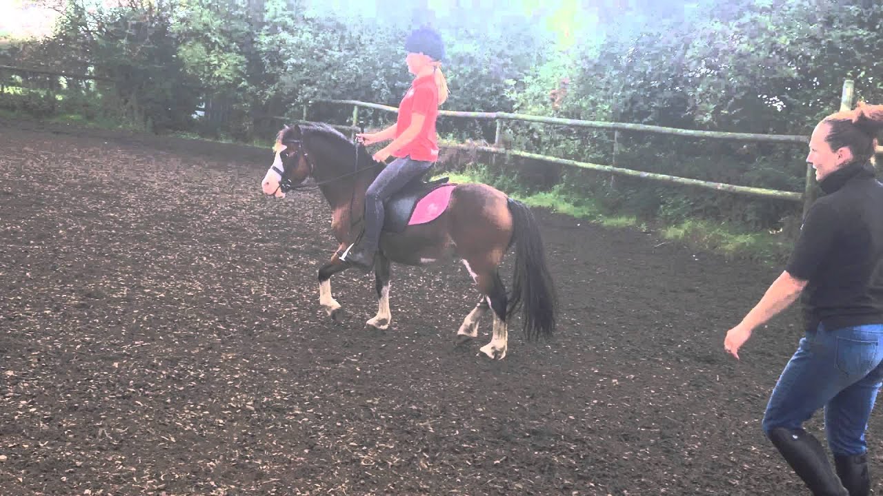 Lead Rein First Ridden 11.2 Pony for Sale Pablo YouTube