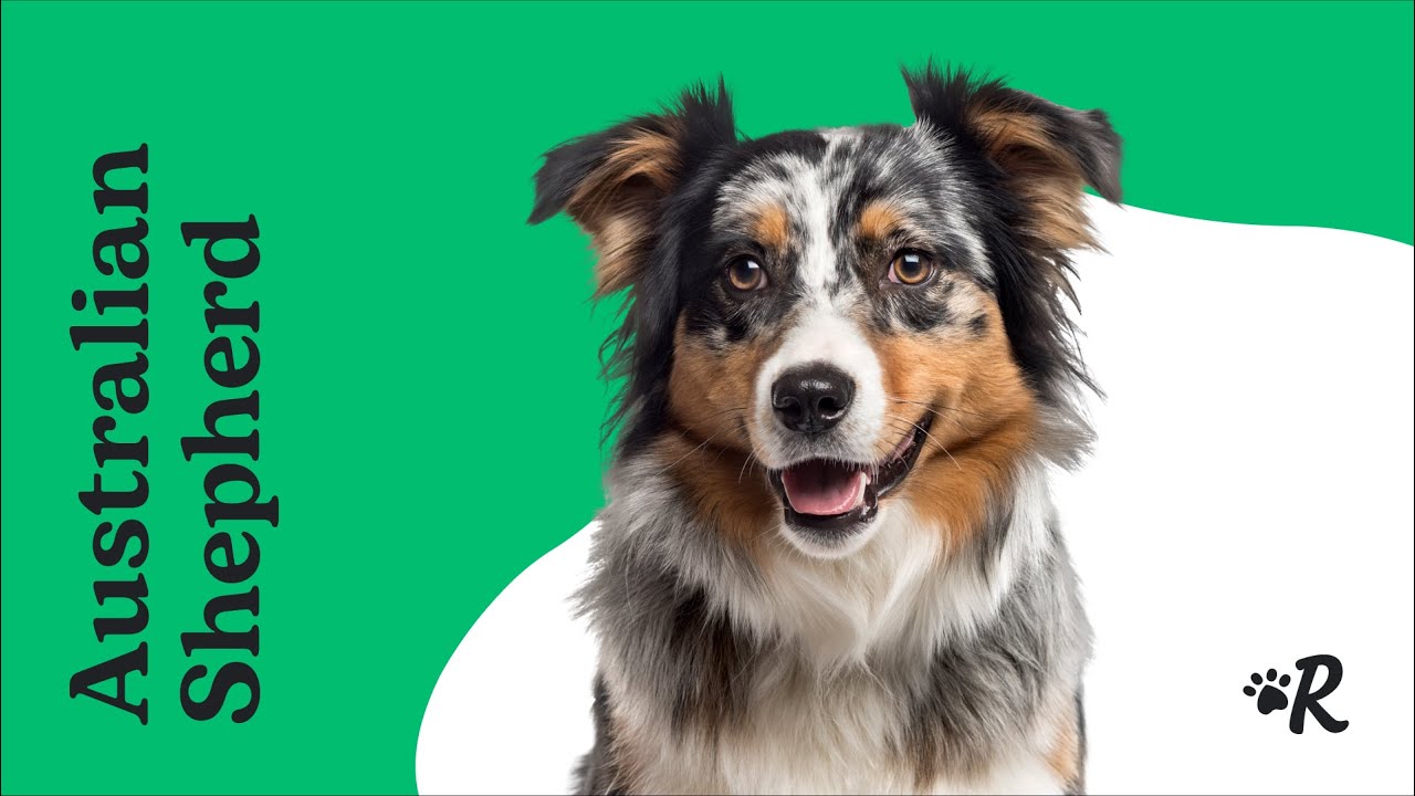 what to feed a australian shepherd