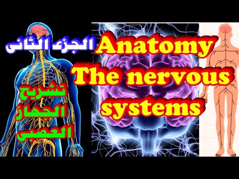 شرح التشريح اولى ثانوى تمريض الباب الثانى The Nervous Systems Anatomy تشريح الجهازالعصبى
