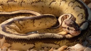 PUMA PASTEL ROYAL PYTHON | EGGS UPDATE | NAMED